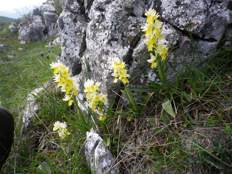 In cima al monte : Orchis pauciflora